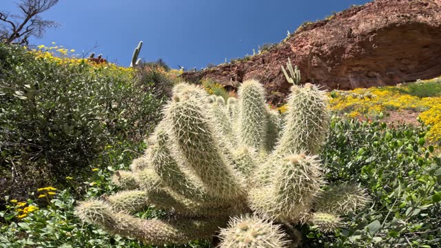 Arizona Super Bloom