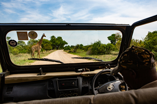 This image was made at Kruger National Park, in South Africa. The Orper Entrance was used to get in the park. The Kruger Park is well known for exciting safari experiences. The image was made on November 22, 2022. The picture shows a giraffe crossing the road. It was made from inside a Toyota Land Cruiser, showing the animal framed in the windshield. The driver is comfortably watching the scene developing in front of him.