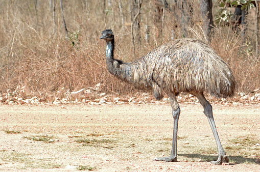 Emu from Queensland, Australia.  Large soft-feathered Flightless birds with long necks and legs. Dry grassland, Native to Australia.