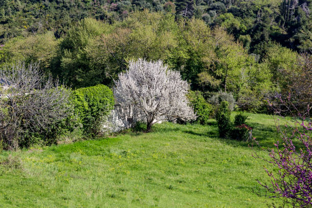 istock Blooming apricot tree grows in the garden on a sunny, spring day 1483877159