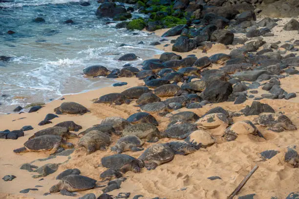 Photo of Hawaiian green sea turtles  (Chelonia mydas) (honu) resting on the sands of Ho'okipa beach, Hoâokipa Beach Park is a sea turtle and surfer sanctuary on the road to Hana, Maui, Hawaii, USA