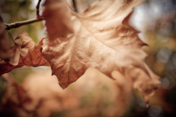 Autumn leafs stock photo