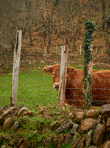 A brown red haired cow looking at the camera behind a fence in a green field