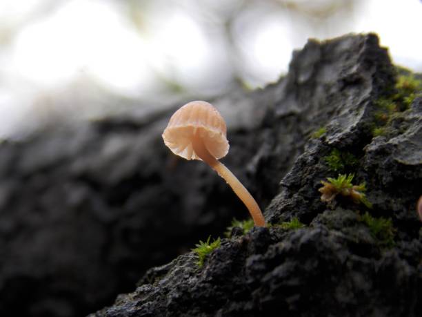 istock a small mushroom on the bark of a tree 1483881035