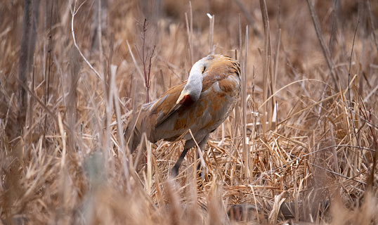 Sandhill cranes use the mud of the marsh to change their feather color and camouflage themself so that they and their nests are protected from predators.