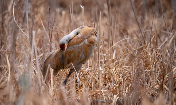 istock In the marsh and reeds, this sandhill crane is preening itself and inspecting its feathers. 1483881838