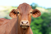 Brown Brahman Cow in a green grass meadow, Queensland, Australia. Close-up