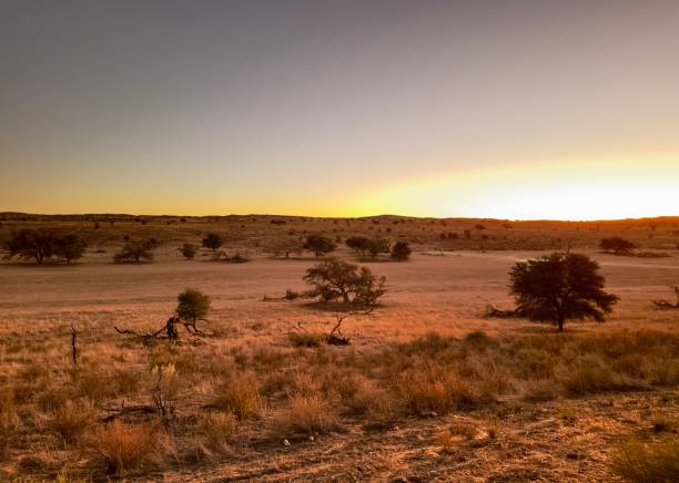 istock Sunrise over sand dunes and desert bushes 1483882969