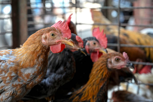istock Close-Up Of Rooster In Cage 1483883315