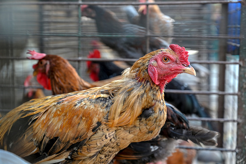 Close-Up Of Rooster In Cage