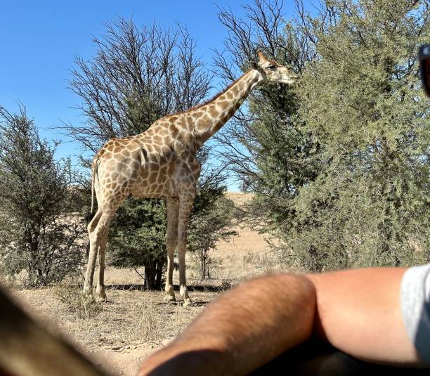 istock Over shoulder view through car window of giraffe eating from trees 1483883369