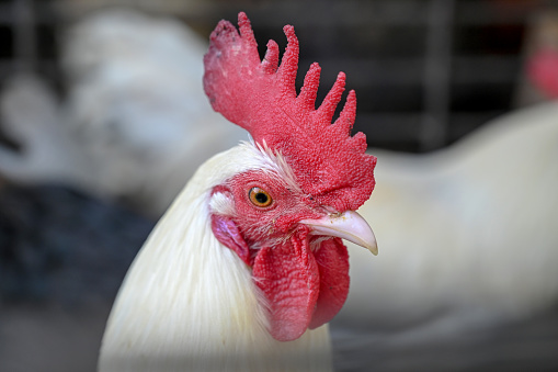 Close-Up Of Rooster