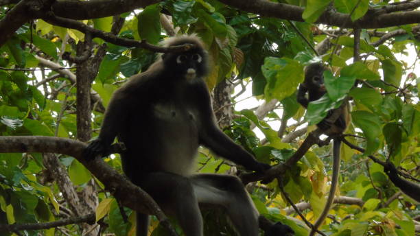 istock Dusky leaf monkey male and baby on tree 1483884852
