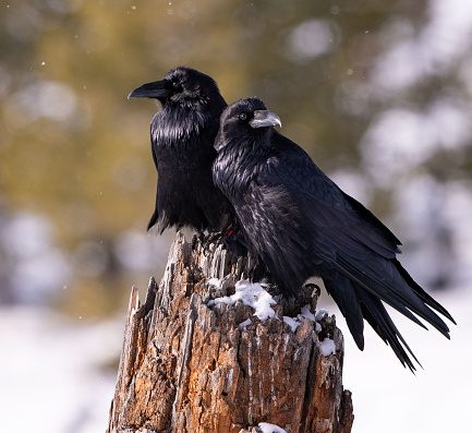 A stunningly beautiful mature raven pair is perched on a stump in Yellowstone National Park.  They are mated for life.  Sitting in the snow they are aware of their surroundings and each other.