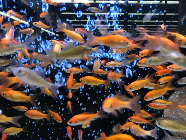 istock Many goldfish in big tank 1483886987
