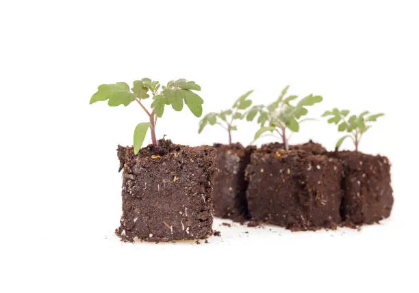 Red Robin Tomato plant seedling growing in soil blocks. Start tomato plants indoors for germinating. Selective focus.