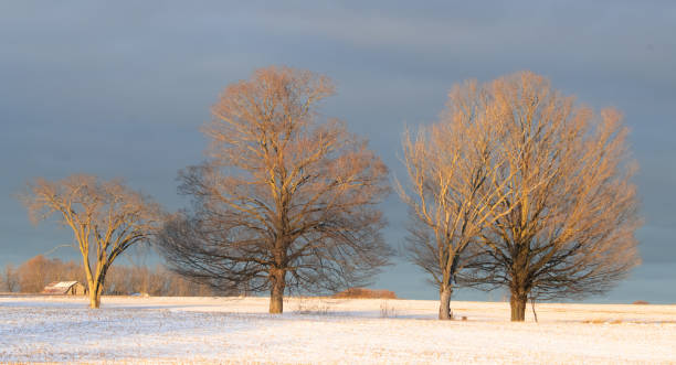 鋼鉄の青い空と夕日に照らされた雪のほこりを背景に、晩秋の初冬の裸の木。 - snow horizon winter shed ストックフォトと画像