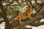 Lioness sleeping and yawning on tree