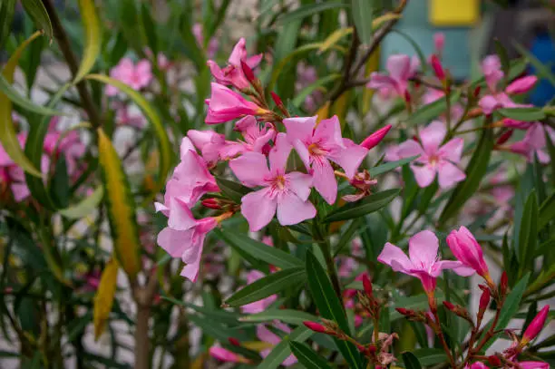 Nerium oleander bright pink flowers in bloom, green leaves on ornamental shrub branches in daylight