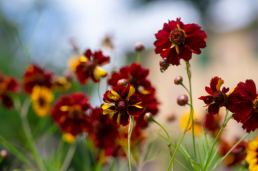 Creopsis tinctoria garden golden tickseed bright yellow and red maroon flowers in bloom, calliopsis ornamental flowering plant