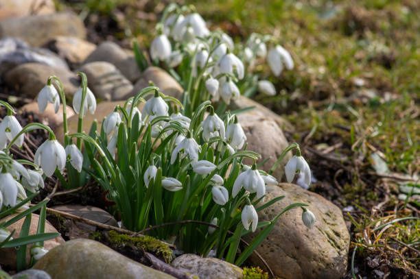 istock Galanthus nivalis flowering plants, bright white common snowdrop in bloom in sunlight 1483893008