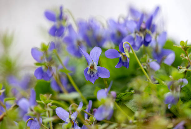 wild flower