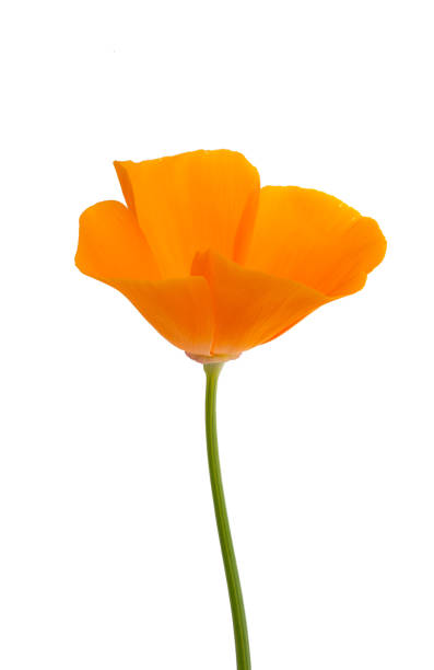 istock orange poppy isolated 1483895696