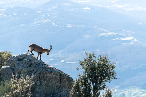 An Iberian ibex, Capra pyrenaica, on a rock in the mountains looks at the view, with \