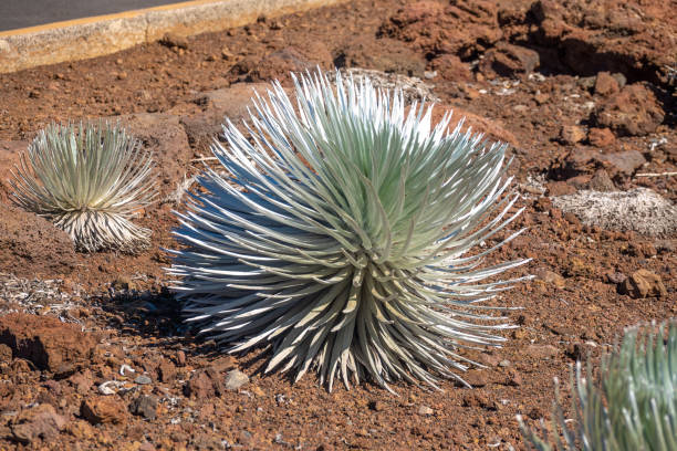 plantes endémiques à épée argentée prospères dans les écosystèmes de haute altitude autour du cratère du cratère du volcan haleakala, parc national de haleakala, maui, hawaii, états-unis - haleakala silversword photos et images de collection