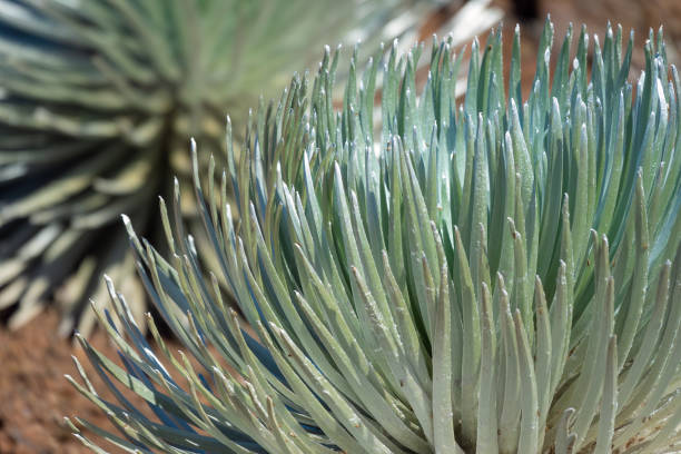 plantas endémicas de espada plateada que prosperan en los ecosistemas de gran altitud alrededor del cráter del cráter del volcán haleakala, parque nacional haleakala, maui, hawái, ee. uu. - haleakala silversword fotografías e imágenes de stock