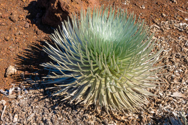 plantas endémicas de espada plateada que prosperan en los ecosistemas de gran altitud alrededor del cráter del cráter del volcán haleakala, parque nacional haleakala, maui, hawái, ee. uu. - haleakala silversword fotografías e imágenes de stock