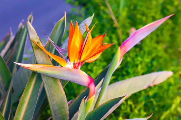 Strelitzia reginae. Blooming flower of the plant strelitzia royale.