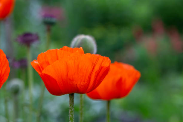 fleur d’oranger en fleurs de macro photographie de coquelicot oriental un jour d’été. - poppy oriental poppy macro corn poppy photos et images de collection