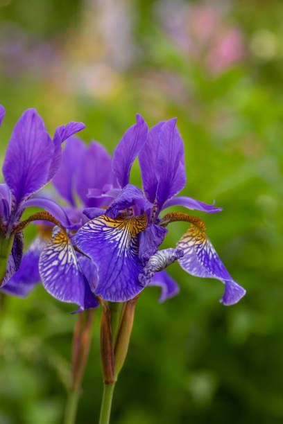 istock Big purple iris on a sunny summer day macro photography. 1483899430