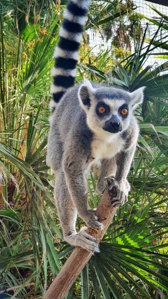 Lemur Lemur lemur catta stock pictures, royalty-free photos & images