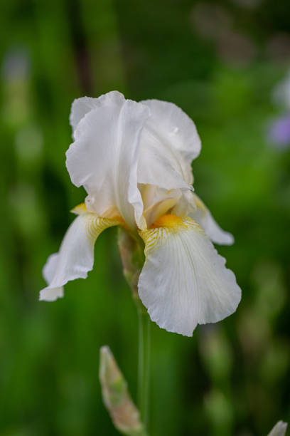 istock Blooming white iris flower macro photography in summer day. 1483901085