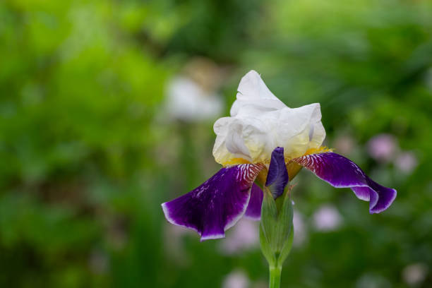 istock Big purple iris on a sunny summer day macro photography. 1483901125
