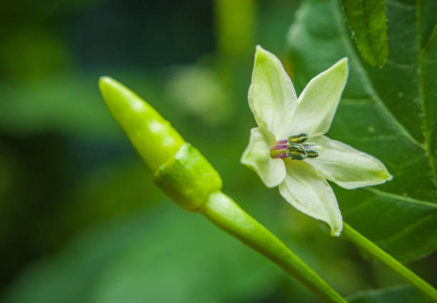 istock Close up of chili with flower 1483901247