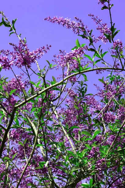 A photo of lilac flower on a sunny spring day brings the freshness and joy of this season.