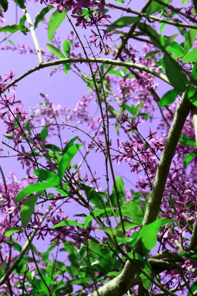 A photo of lilac flower on a sunny spring day brings the freshness and joy of this season.