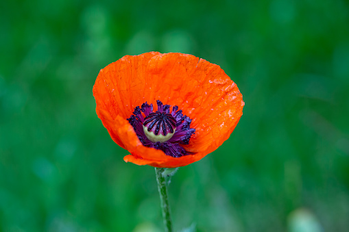 Blooming orange flower of oriental poppy on a green background macro photography on a summer day. Large papaver orientale with red petals close-up photo in summertime.