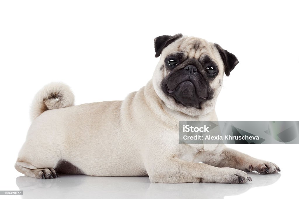 Pug isolated on white background Cute Pug lying on white background, studio shot. Pug Stock Photo