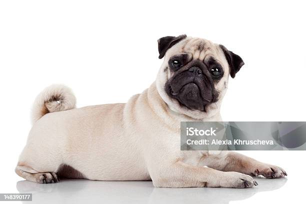 Pug Isolated On White Background Stock Photo - Download Image Now - Pug, Activity, Animal
