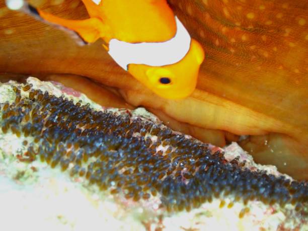 Spawning and parenting of clownfish