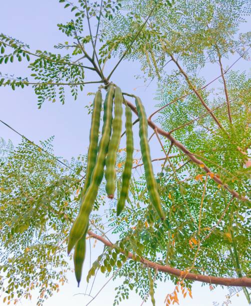 Moringa drumsticks pods moringa-oleifera pod beans hanging on the tree suhanjna phalee gousses-moringa vainas-moringa closeup vagens-moringa  view image picture stock photo stock photo
