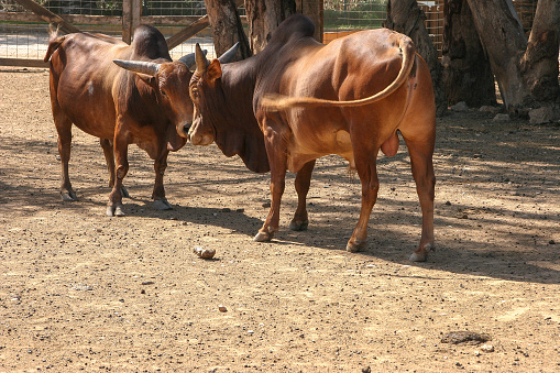 Ganado Cebú africano , vaca o toro con joroba de color marrón, natural de áfrica del sur