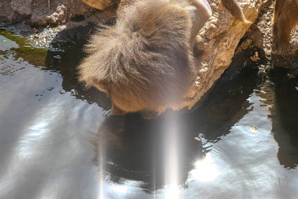 Mandrill in the sun in a river eating fruit