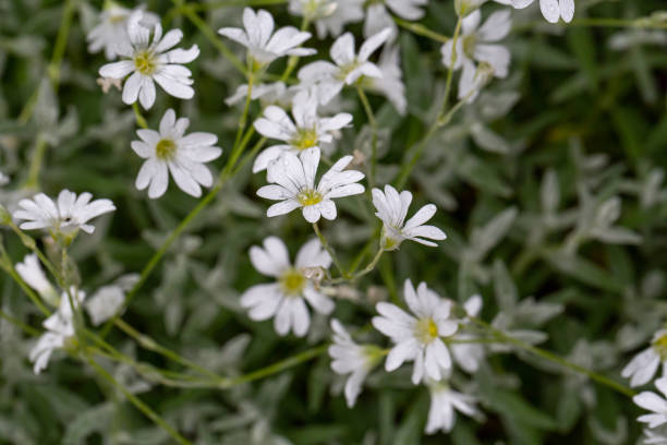 istock White alpine chickweed with raindrops macro photography on a summer day. 1483905895
