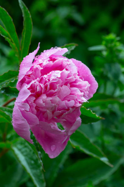 istock Blooming pink peony with raindrops macro photo on a summer day. 1483905947