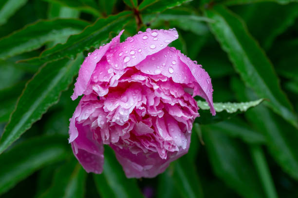 istock Blooming pink peony with raindrops macro photo on a summer day. 1483906111